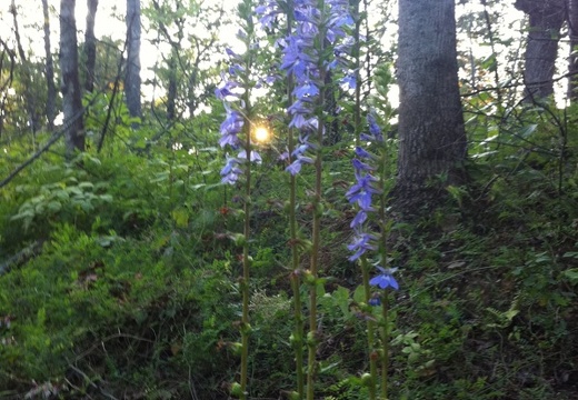 Auxier Ridge, a year after the fire